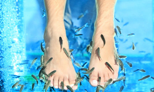 It's Fishy Fish Pedicure Spa, Punjagutta, Hyderabad